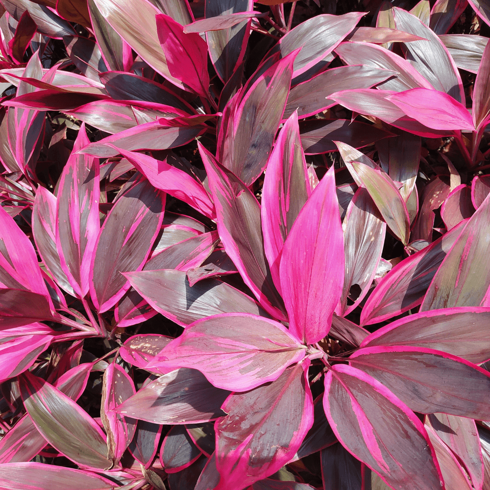 Diep roze-paarse bladeren vormen een dicht tapijt en overlappen elkaar, met duidelijke nerven en contrasterende randen, belicht door fel zonlicht op de grond van een tuin.