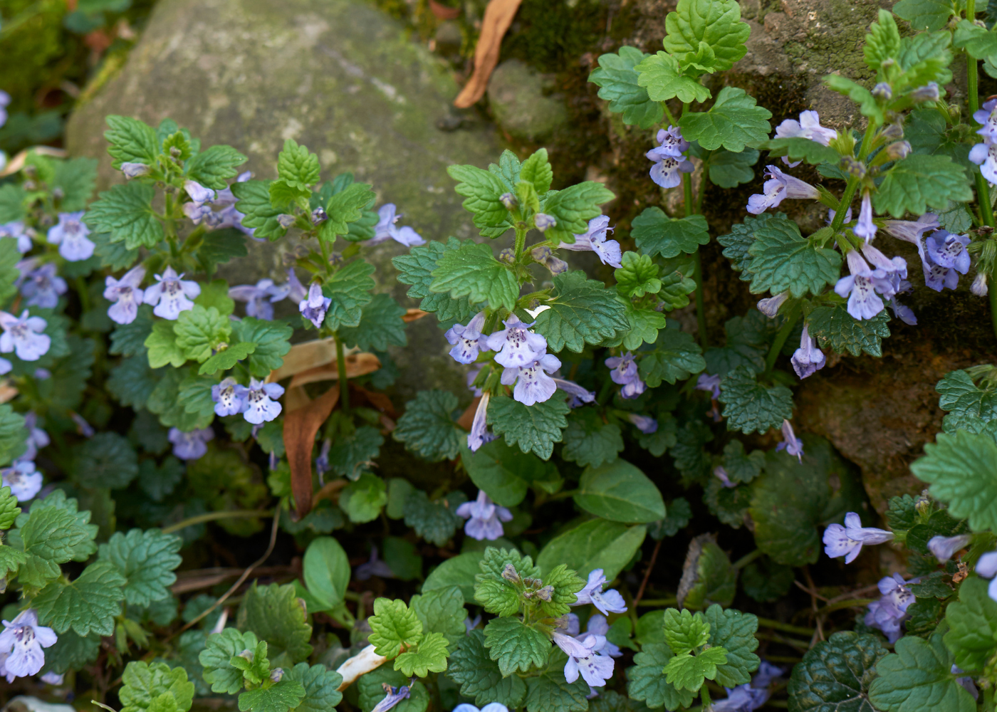 hondsdraf bestrijden