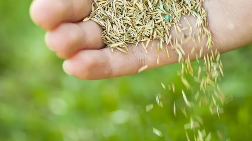 Hoelang duurt het voordat graszaad gaat kiemen.png Hoelang duurt het voordat graszaad gaat kiemen.png