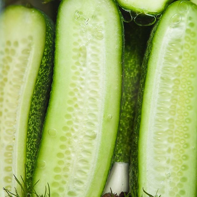 Snackkomkommers kweken: Verzorging, voeding & tips - Pokon