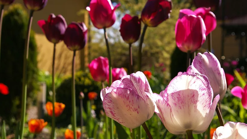 Tulpenveld Tulpenveld