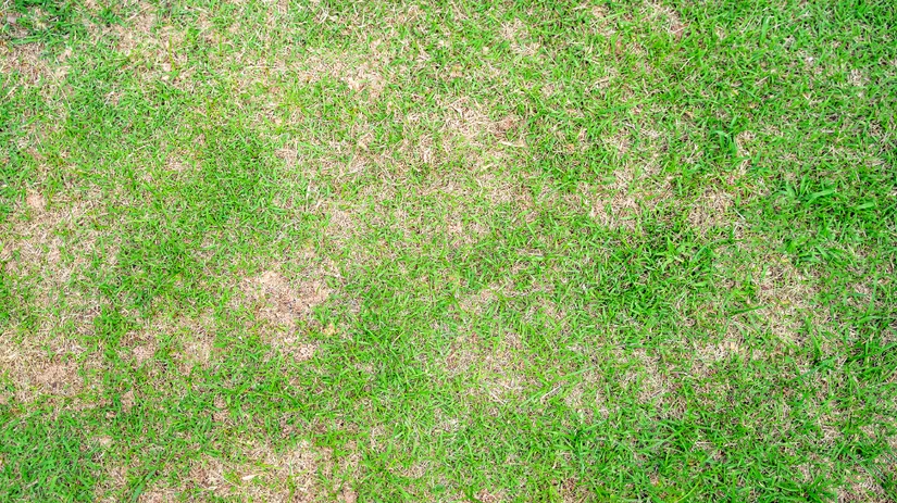 Bruine plekken in het gazon Bruine plekken in het gazon