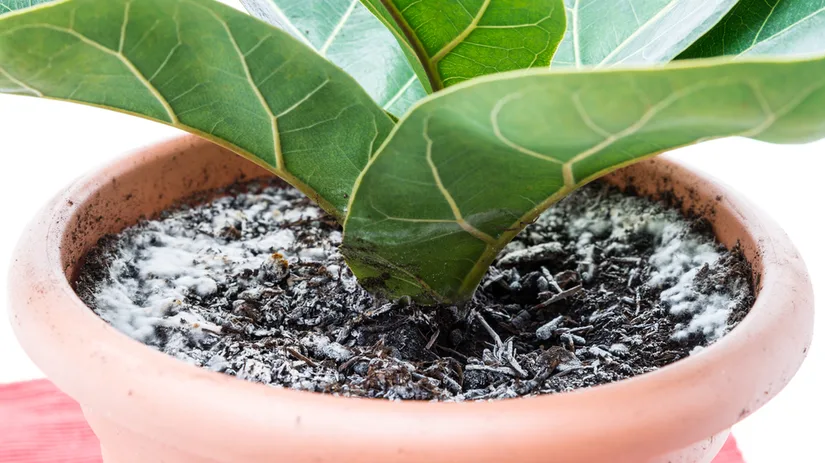 Eerste hulp bij schimmel op je kamerplanten Eerste hulp bij schimmel op je kamerplanten