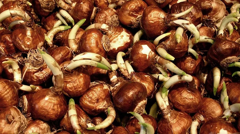 narcis-en-tulpenbollen narcis-en-tulpenbollen