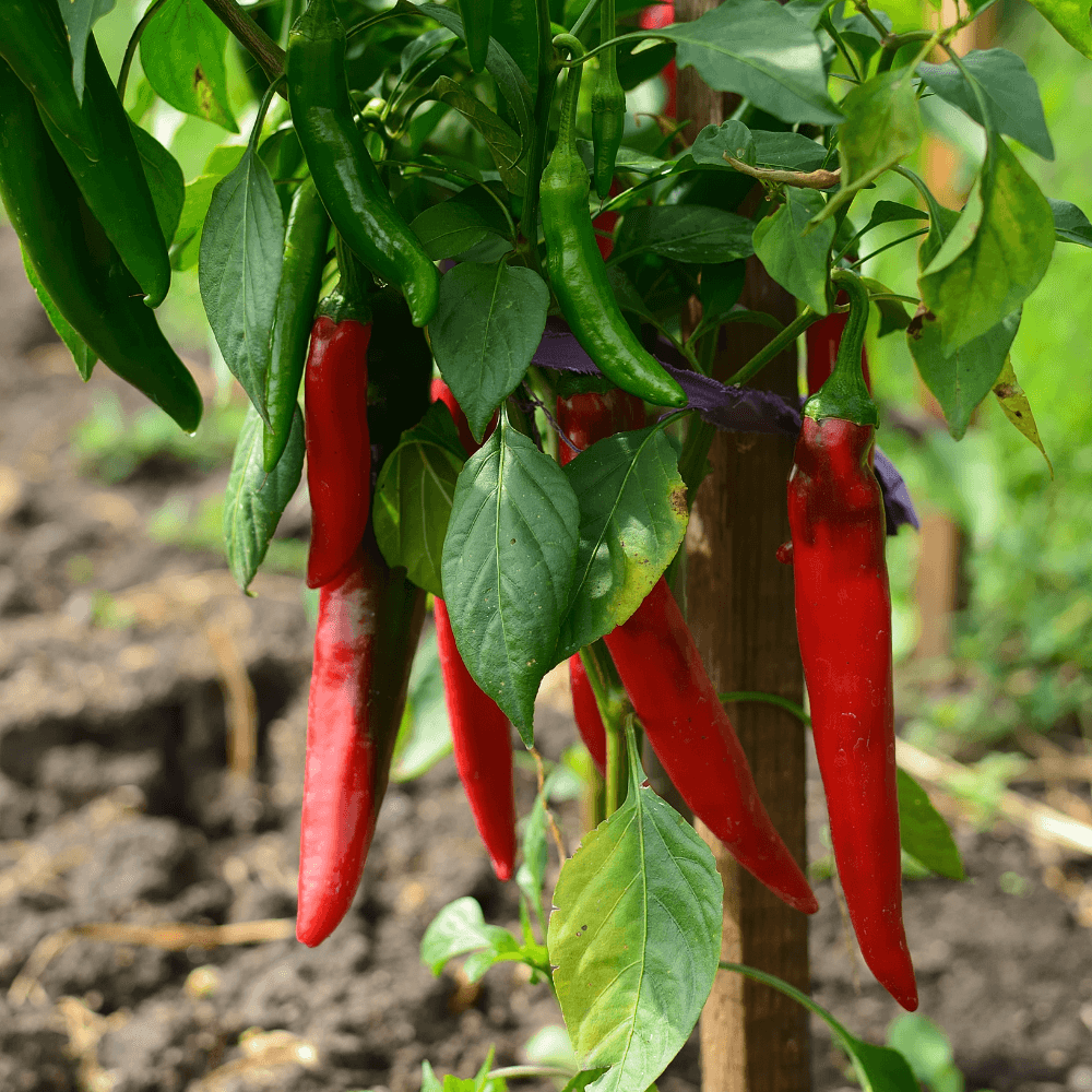 Lange rode pepers hangen aan een groene plant, omgeven door onrijpe groene pepers en bladeren, bevestigd aan een houten stok boven losse tuingrond, met vage groene achtergrond.