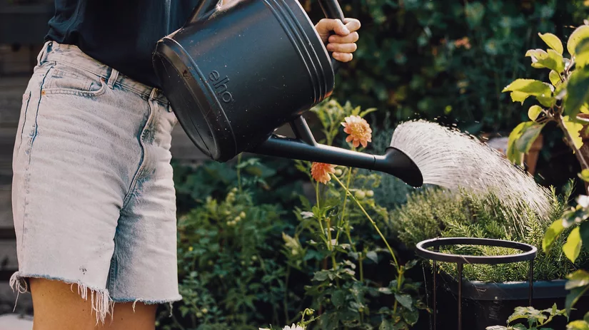 Bijvoeden in de moestuin Bijvoeden in de moestuin