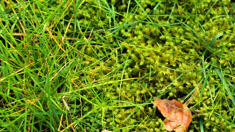 mos-in-gazons Mos in gras