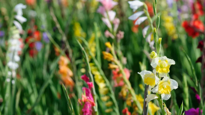 Zomerbloeiende bloembollen planten in het voorjaar Zomerbloeiende bloembollen planten in het voorjaar