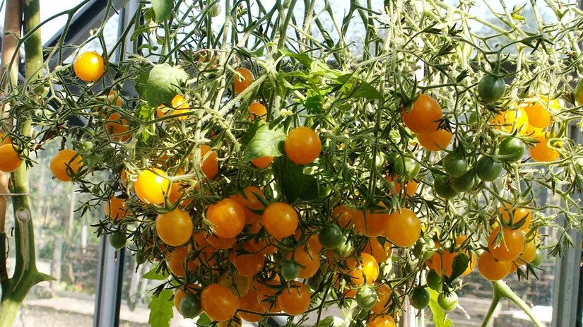 Diana foto 2 Tomaat Ildi tros.jpg Diana foto 2 Tomaat Ildi tros.jpg