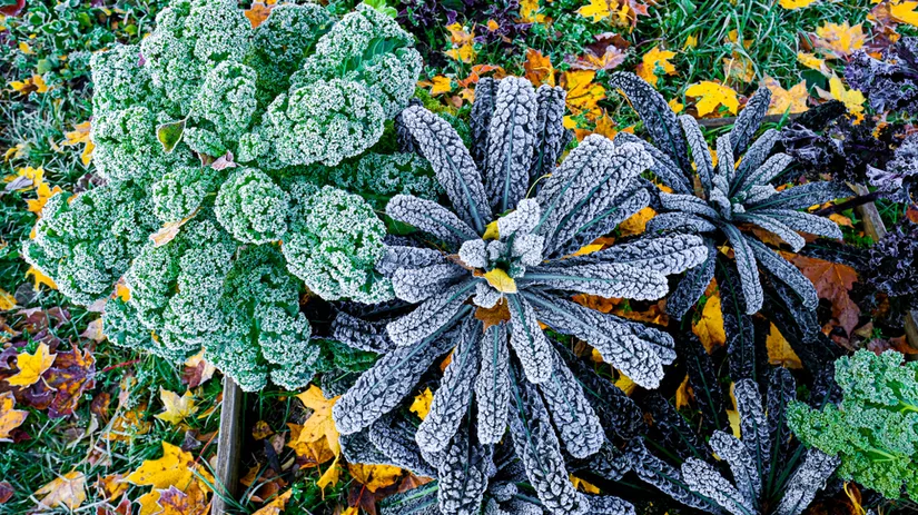 Eetbaar groen in het najaar Eetbaar groen in het najaar