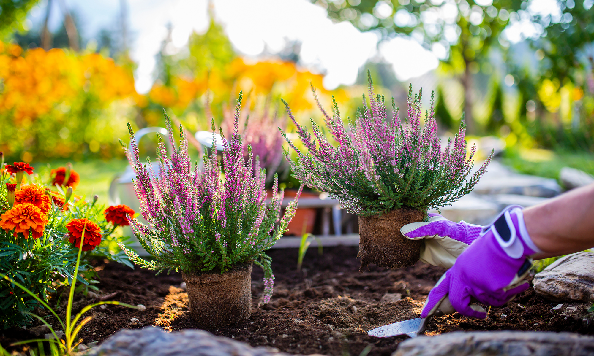 Oktober is plantmaand: geef jouw planten een groeivoorsprong