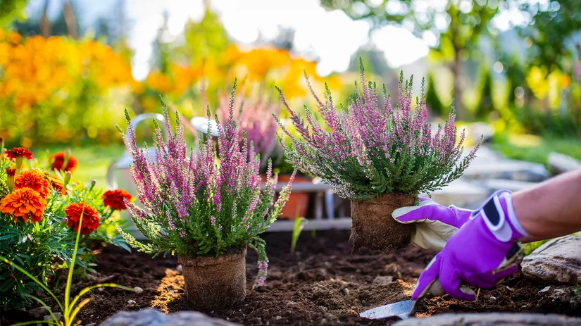 Oktober is plantmaand: geef jouw planten een groeivoorsprong Oktober is plantmaand: geef jouw planten een groeivoorsprong