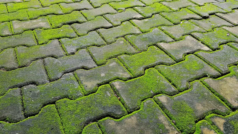 Wat is groene aanslag.png Array