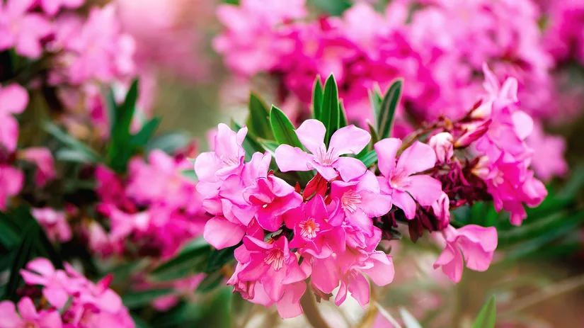 Dé zomerplant voor jouw balkon of terras: Oleander Dé zomerplant voor jouw balkon of terras: Oleander