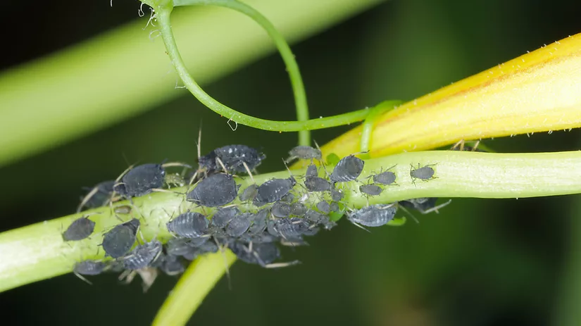 Bladluis op kamerplant bestrijden Bladluis op kamerplant bestrijden