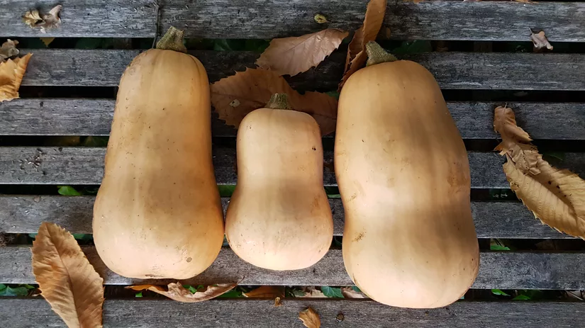 Pompoenen op een bankje De pompoenen die Floor heeft gebkweekt in haar moestuin, uitgestald op een bankje