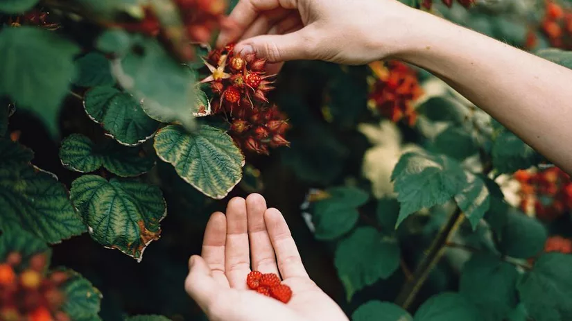 Voordelen van moestuinieren Voordelen van moestuinieren