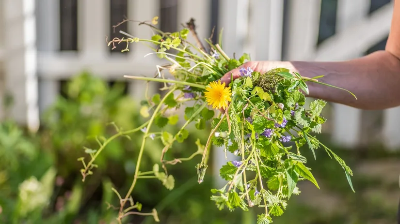 Onkruid verwijderen in je moestuin Onkruid verwijderen in je moestuin