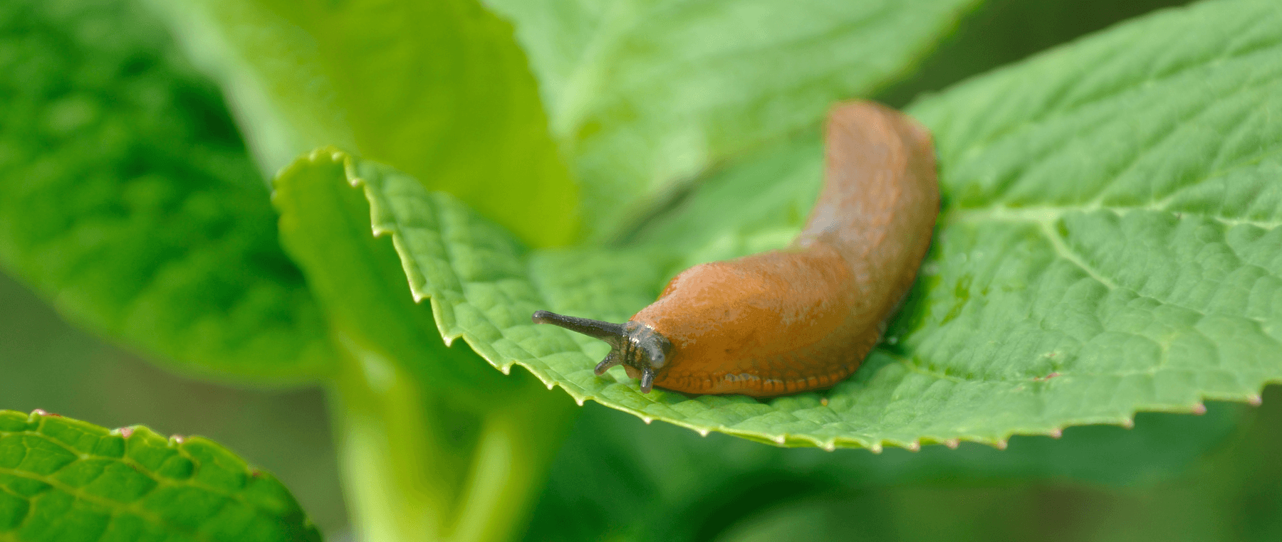slakken