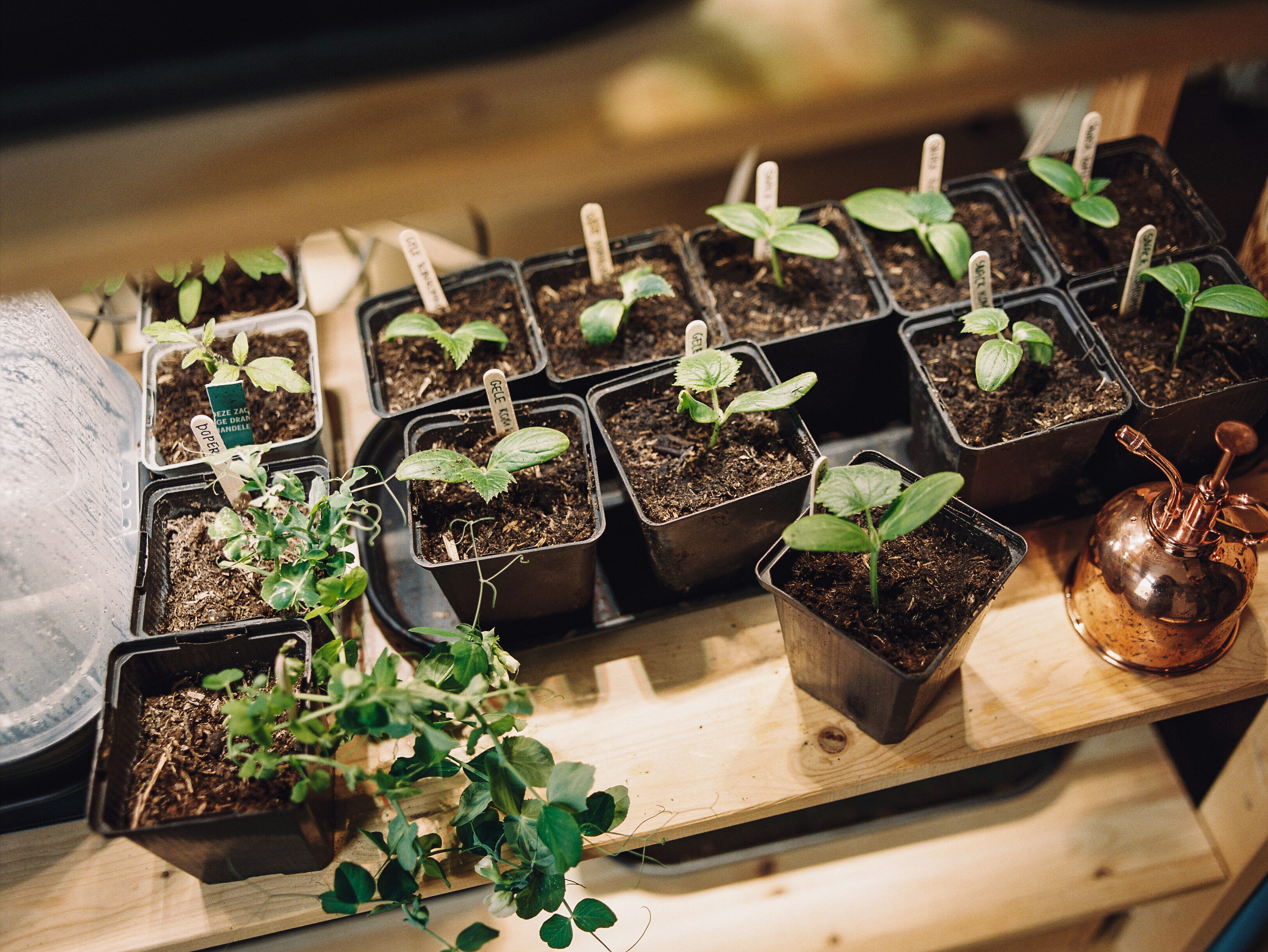 Afharden & Uitplanten: zo doe je dat!