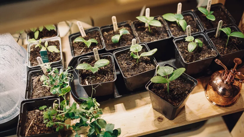 Afharden & Uitplanten: zo doe je dat! Afharden & Uitplanten: zo doe je dat!