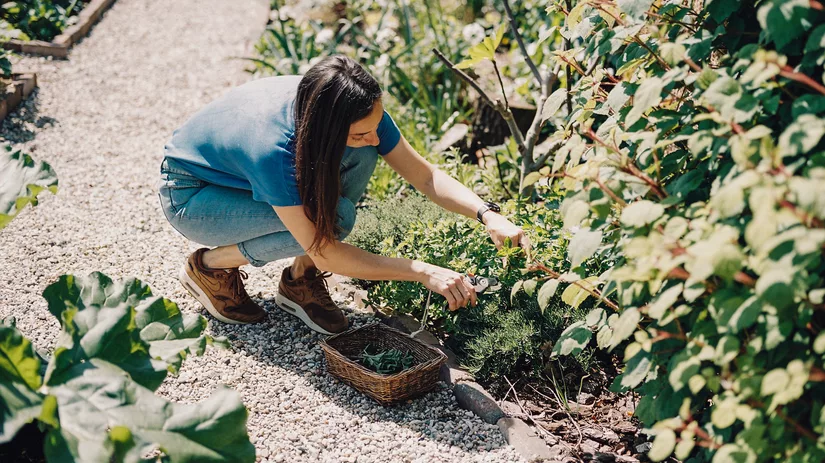 Duurzame (moes)tuin Duurzame (moes)tuin