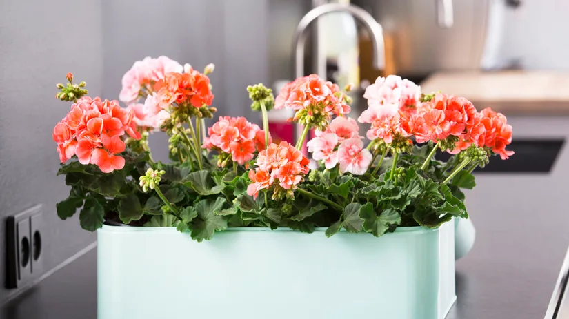 geranium geranium