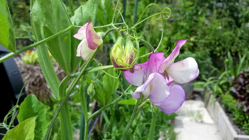 De Lathyrus Pansy Lavender Flush De kleurige Lathyrus Pansy Lavender Flush bloem in Diana's mooie moestuin