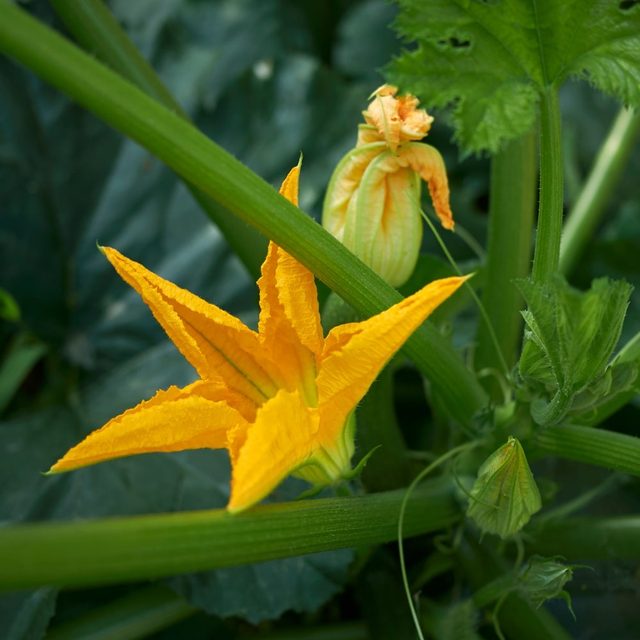glacier tomato plant Glacier Tomato