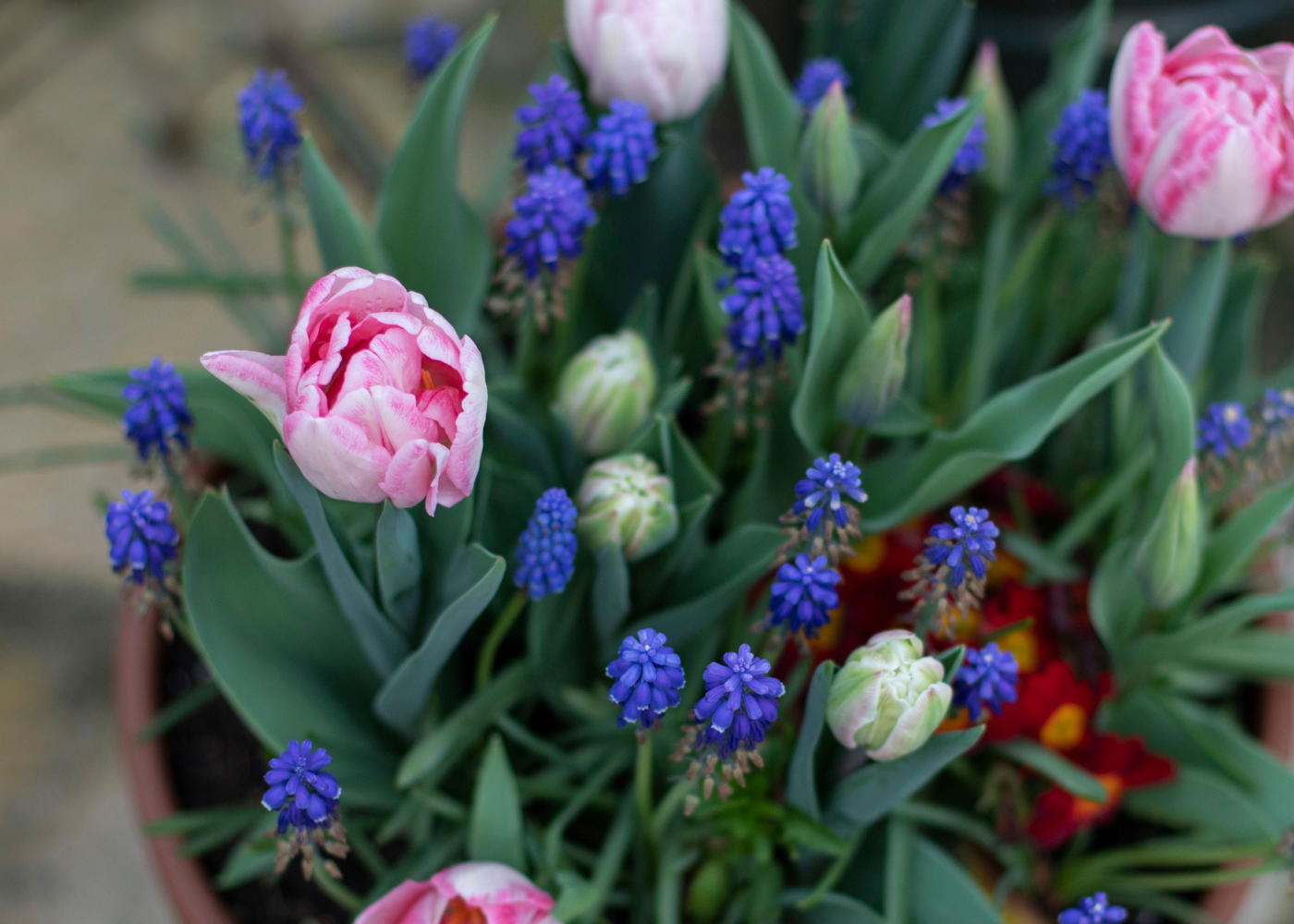 DIY: Kleurrijke Bloembollenlasagne in pot