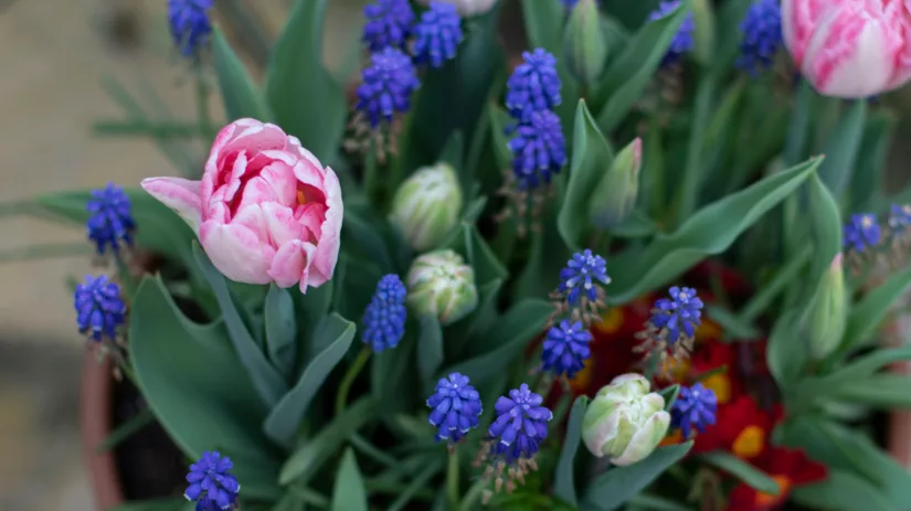 DIY: Kleurrijke Bloembollenlasagne in pot DIY: Kleurrijke Bloembollenlasagne in pot