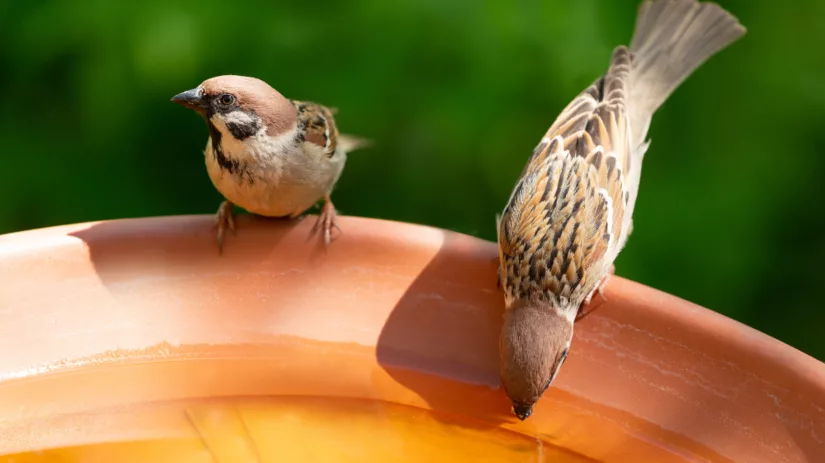 Een waterschaal voor vogels Een waterschaal voor vogels