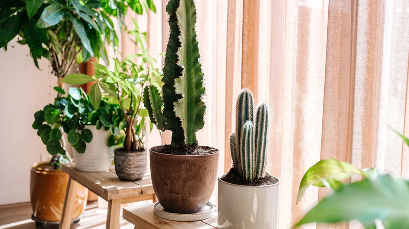 Waarom de lichtbehoefte van je kamerplant belangrijk is.png Waarom de lichtbehoefte van je kamerplant belangrijk is.png