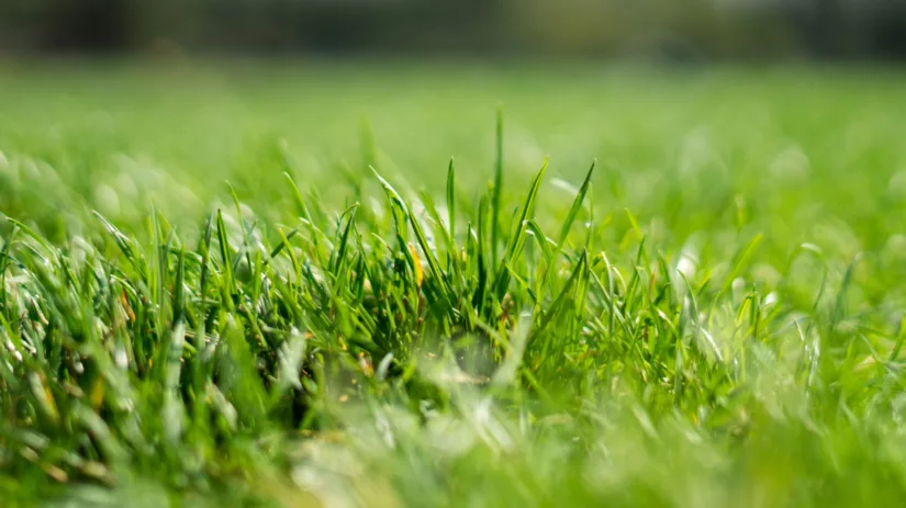 Gras groeit niet Gras groeit niet