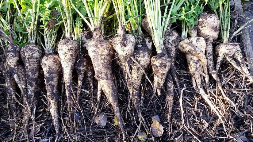 Pastinaken Pastinaken