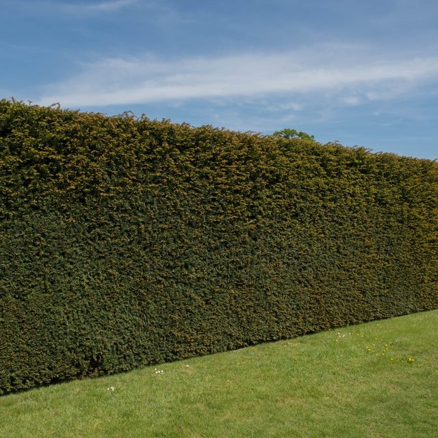 Taxus planten & verzorgen - Pokon