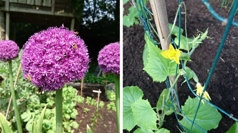 floor_foto3_allium komkommer.jpg floor_foto3_allium komkommer.jpg