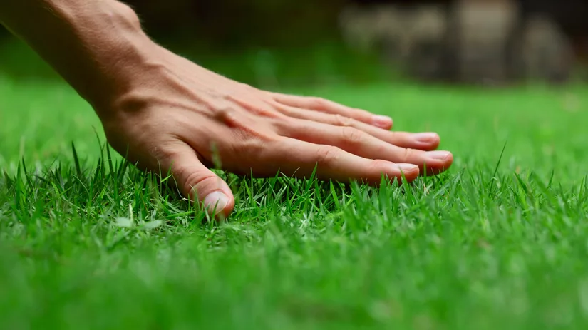 Hoe bescherm je een gazon tegen extreem weer? Hoe bescherm je een gazon tegen extreem weer?