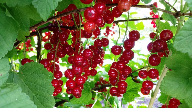 foto-1-aalbes-rijp-diana