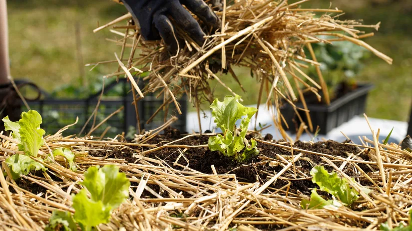 Wat is mulch.png Wat is mulch.png