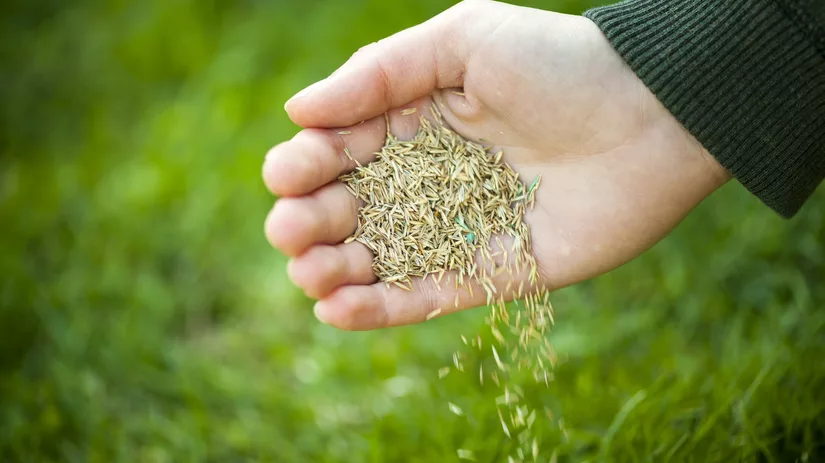 Wanneer gras zaaien? Wanneer gras zaaien?