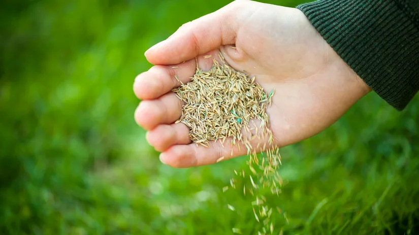 Wanneer gras zaaien? Wanneer gras zaaien?