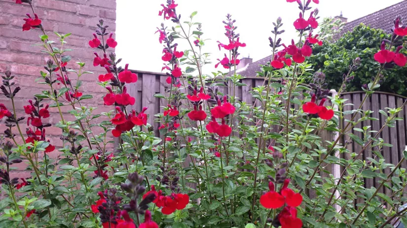 foto-4-salvia-microphylla-diana foto-4-salvia-microphylla-diana