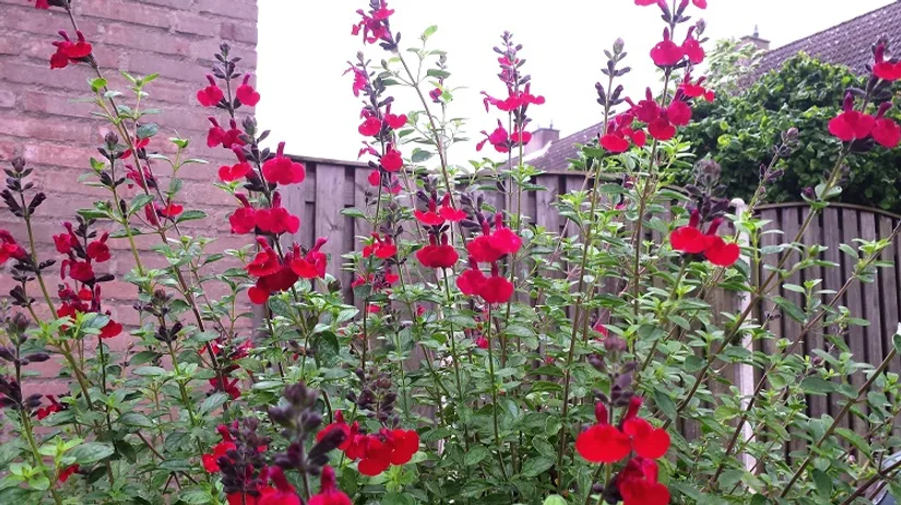 foto-4-salvia-microphylla-diana foto-4-salvia-microphylla-diana
