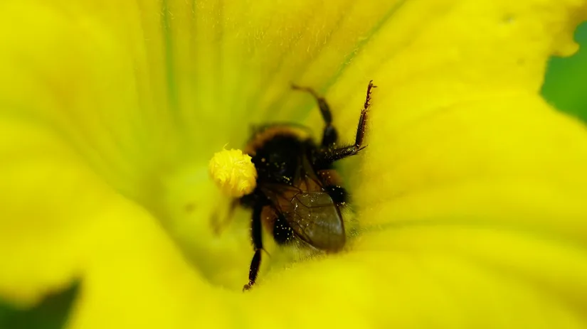 Diana Foto 4 Hommel in pompoenbloembloem.JPG Diana Foto 4 Hommel in pompoenbloembloem.JPG