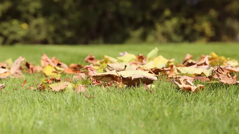 Bladeren op gazon Bladeren op gazon
