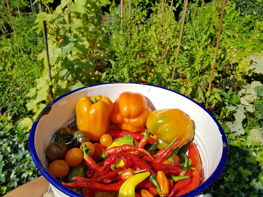 Weetjes en feitjes over pepers en het kweken ervan Pokon