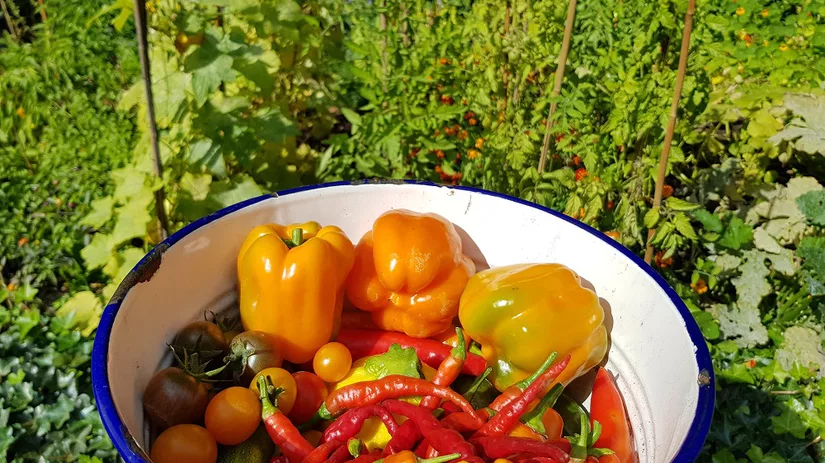 Een schaal vol groente en fruit Een schaal met pepers, paprika's, tomaatjes en courgettes uit Floors Moestuin