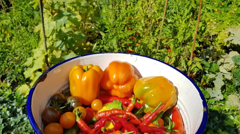 Een schaal vol groente en fruit Een schaal met pepers, paprika's, tomaatjes en courgettes uit Floors Moestuin