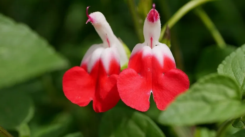 Diana foto 2 Salvia microphylla Hot Lips.JPG Diana foto 2 Salvia microphylla Hot Lips.JPG